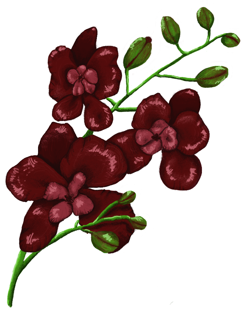 Picture of an orchid that I drew on ipad